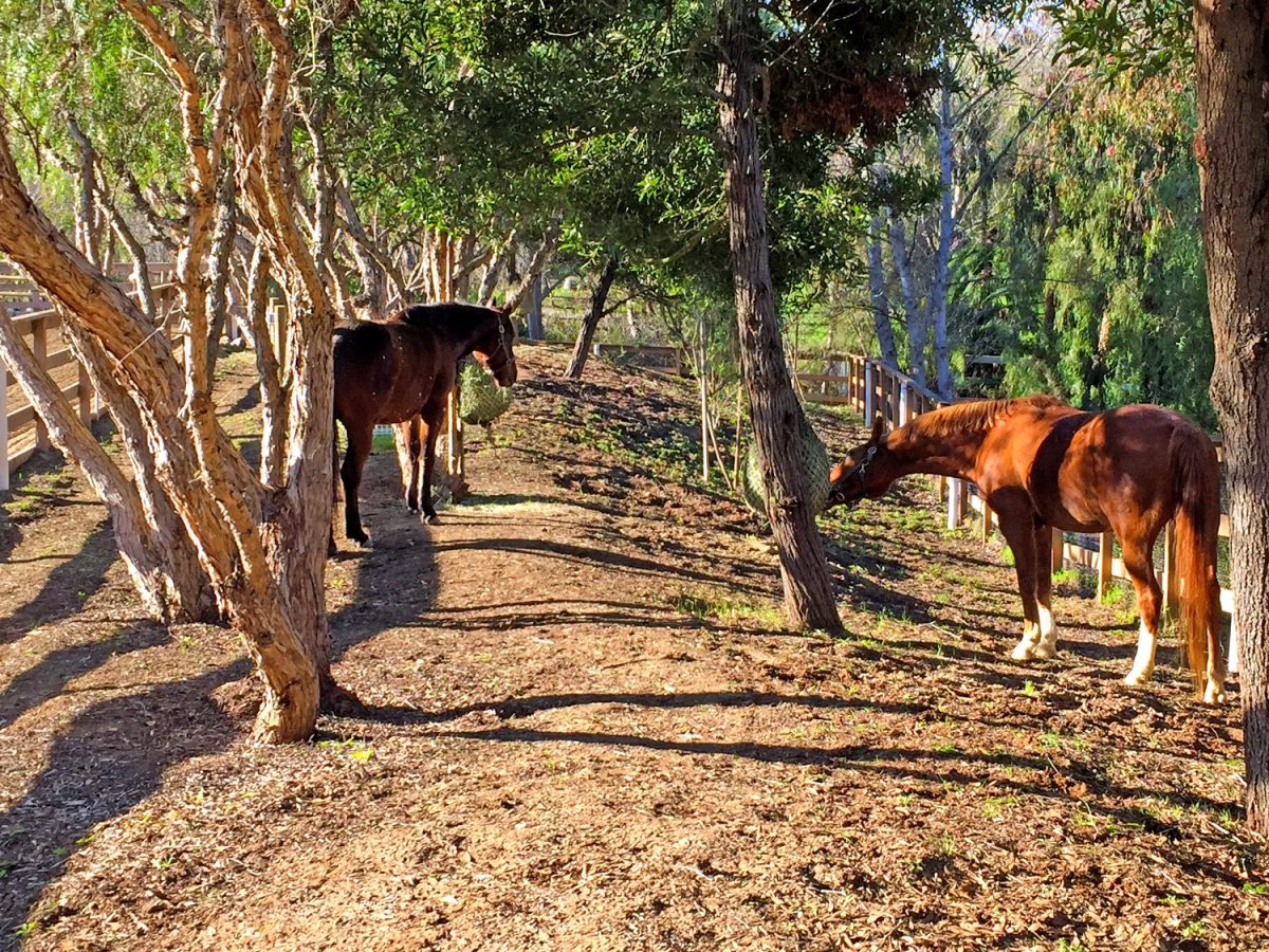 Rancho Santa Fe Equestrian Residence Wynn Smith Landscape Architecture
