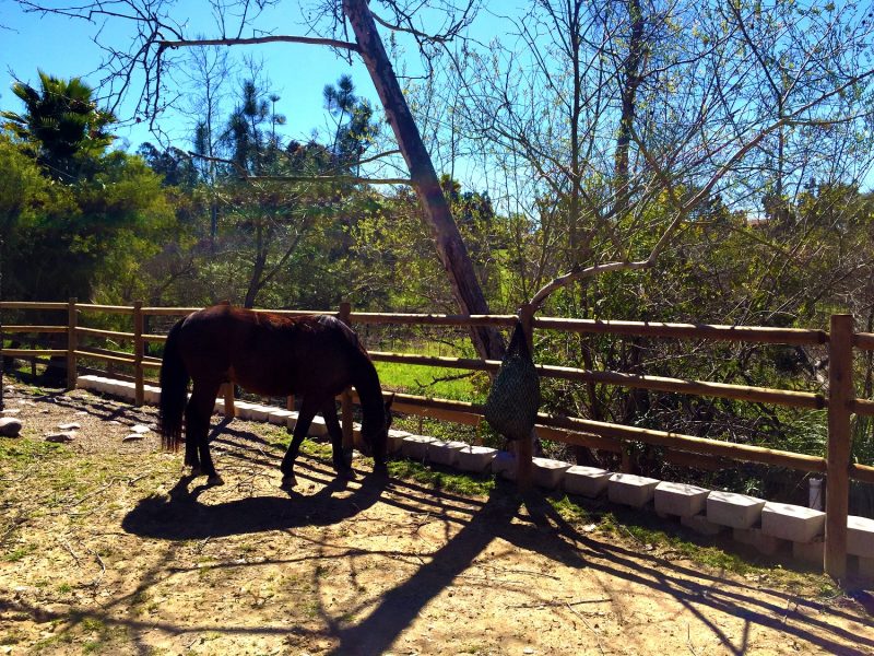 Rancho Santa Fe Equestrian Residence Wynn Smith Landscape Architecture