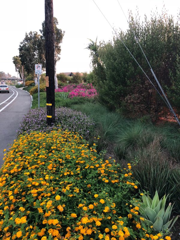 Trade-Winds-Drought-Tolerant-Commercial