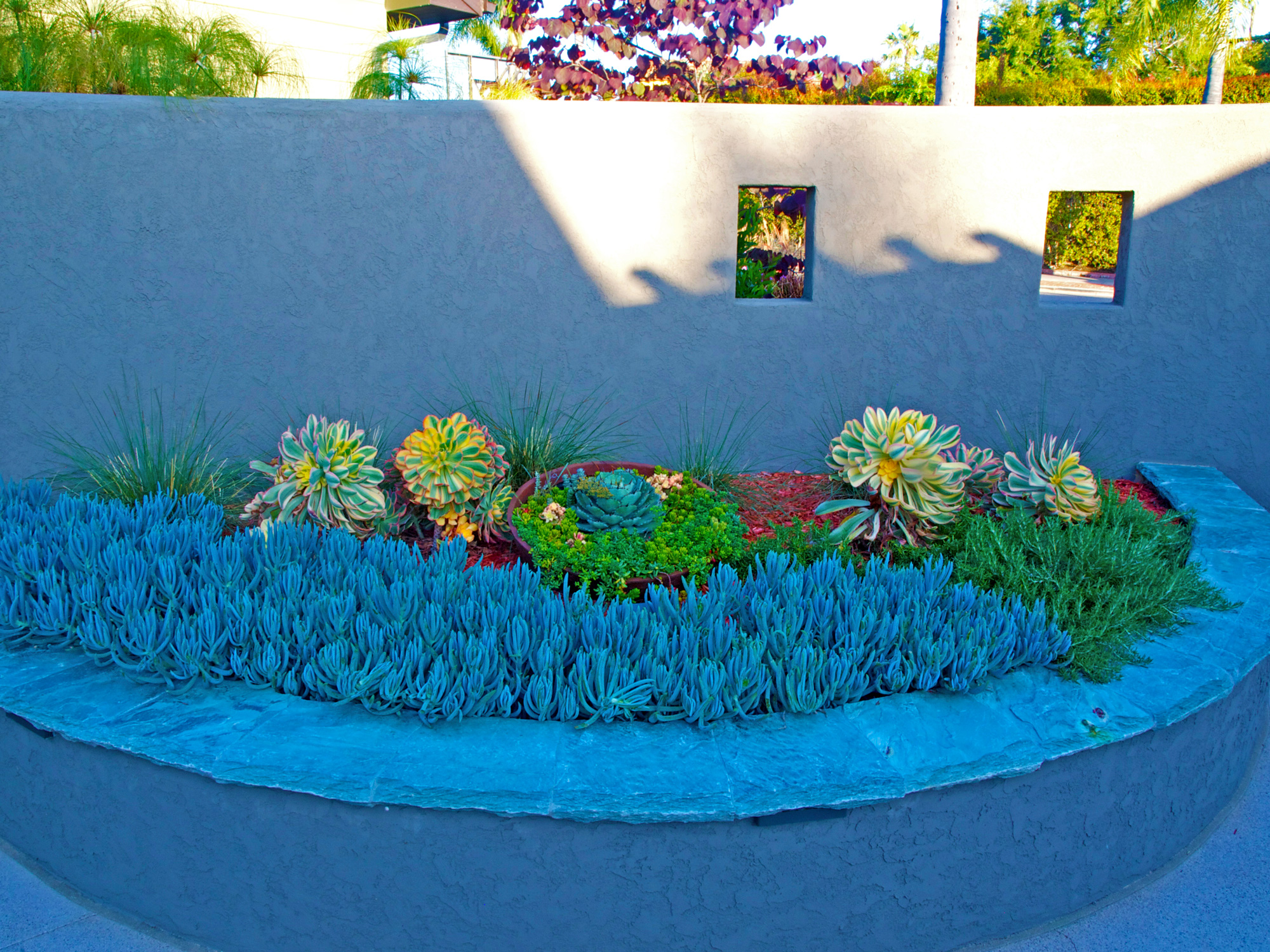 ken-courtyard-succulents