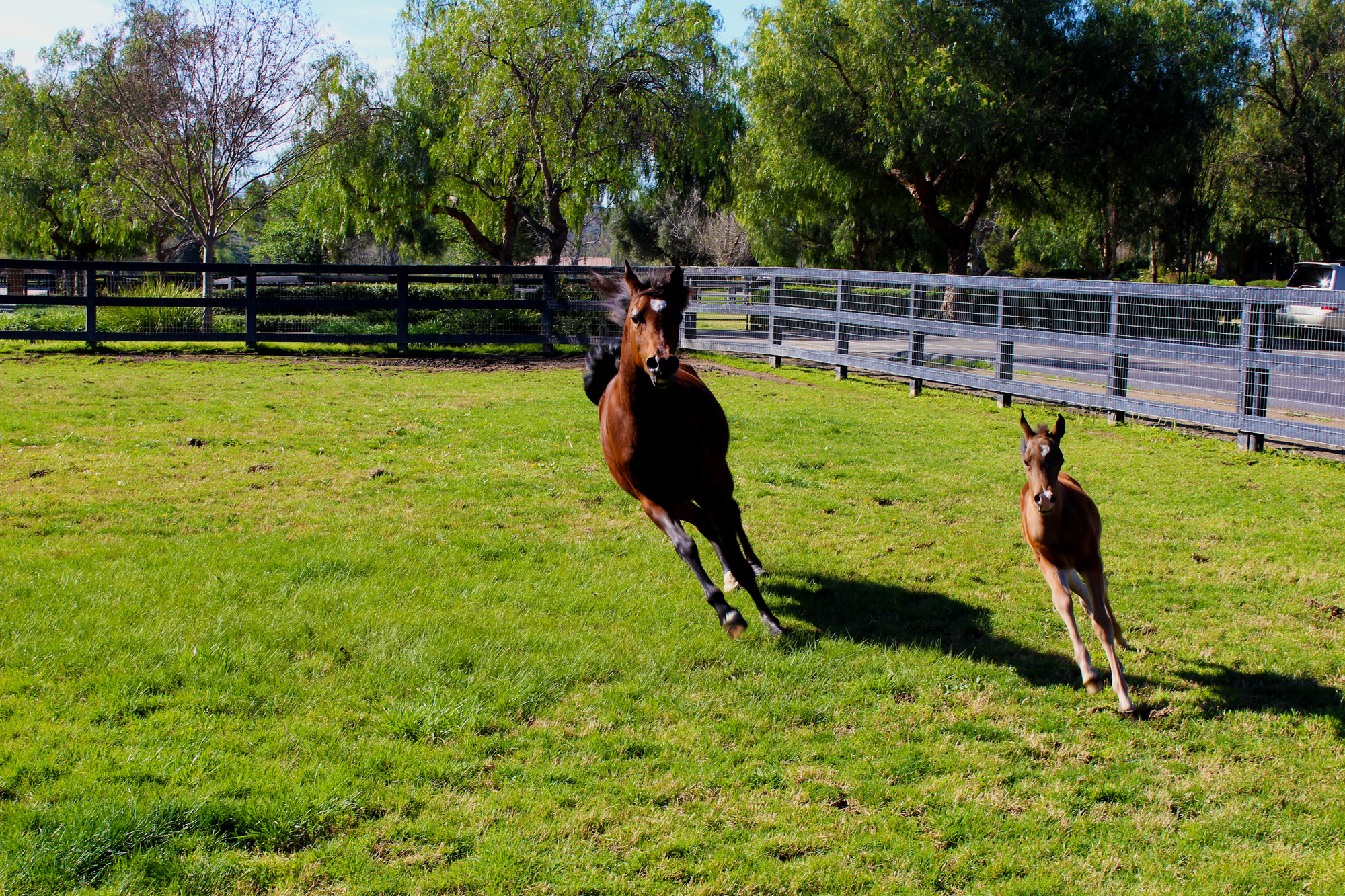 na-horses-running