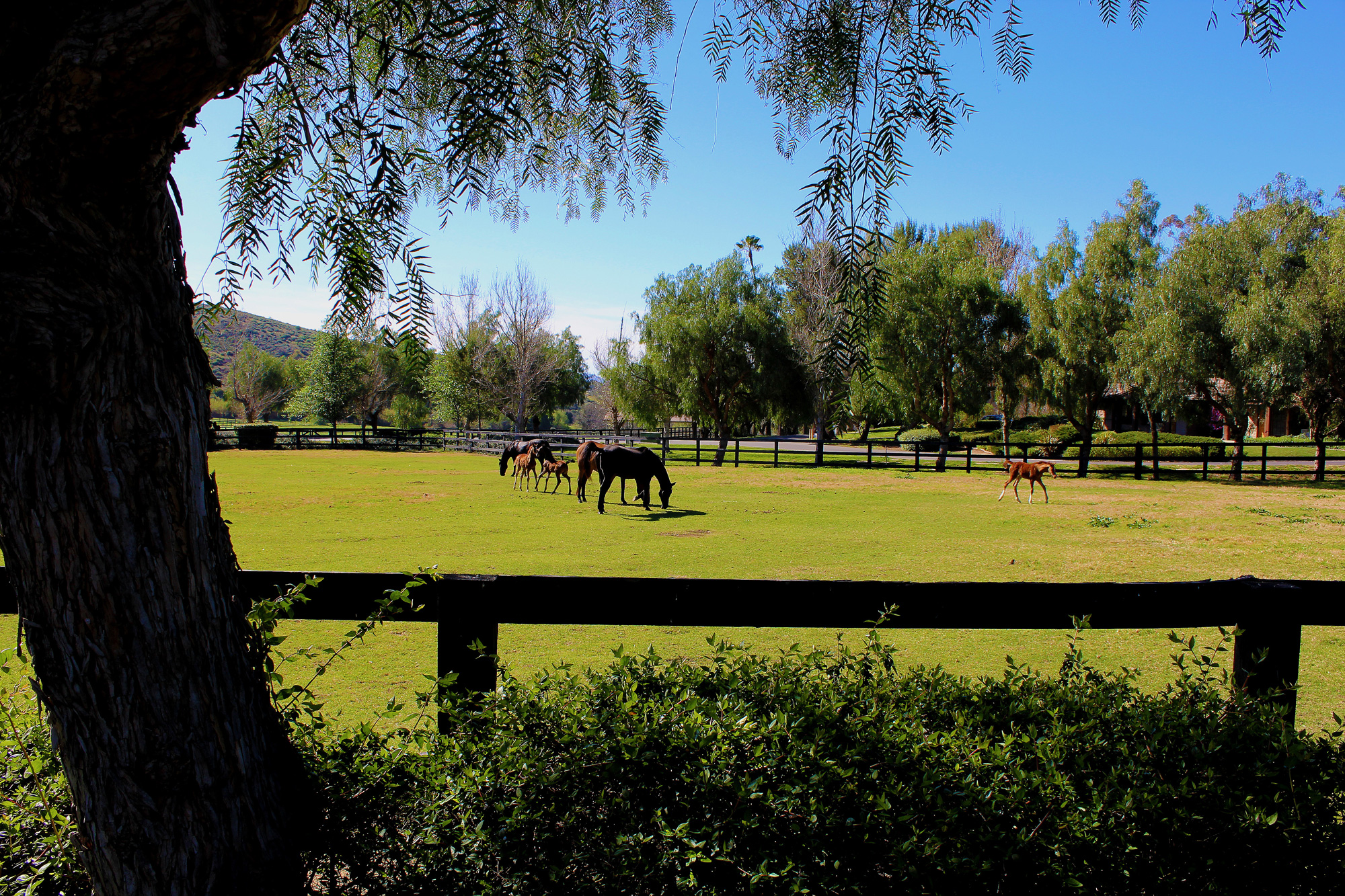 na-pasture-grazing