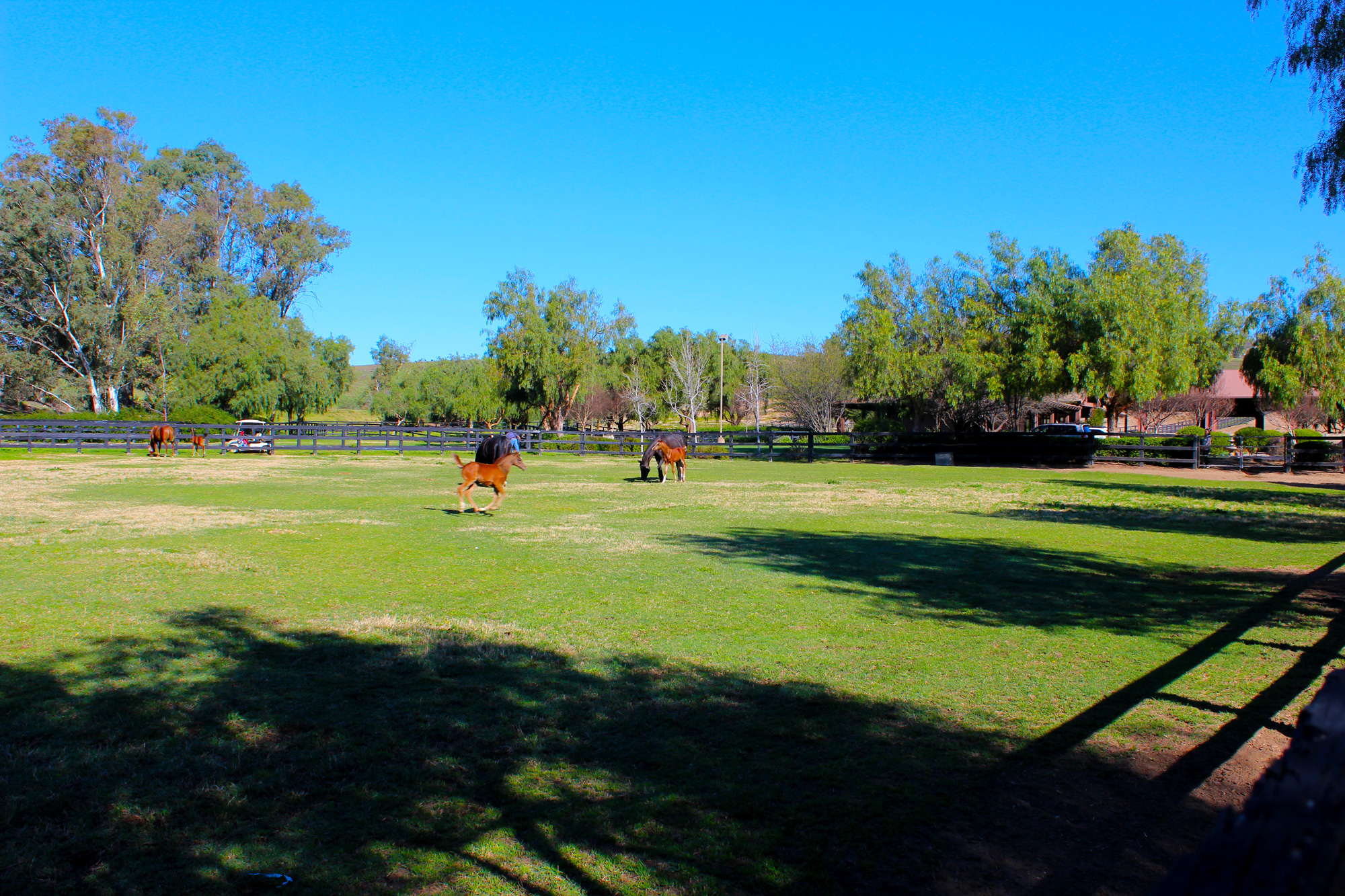 na-pasture-with-foals
