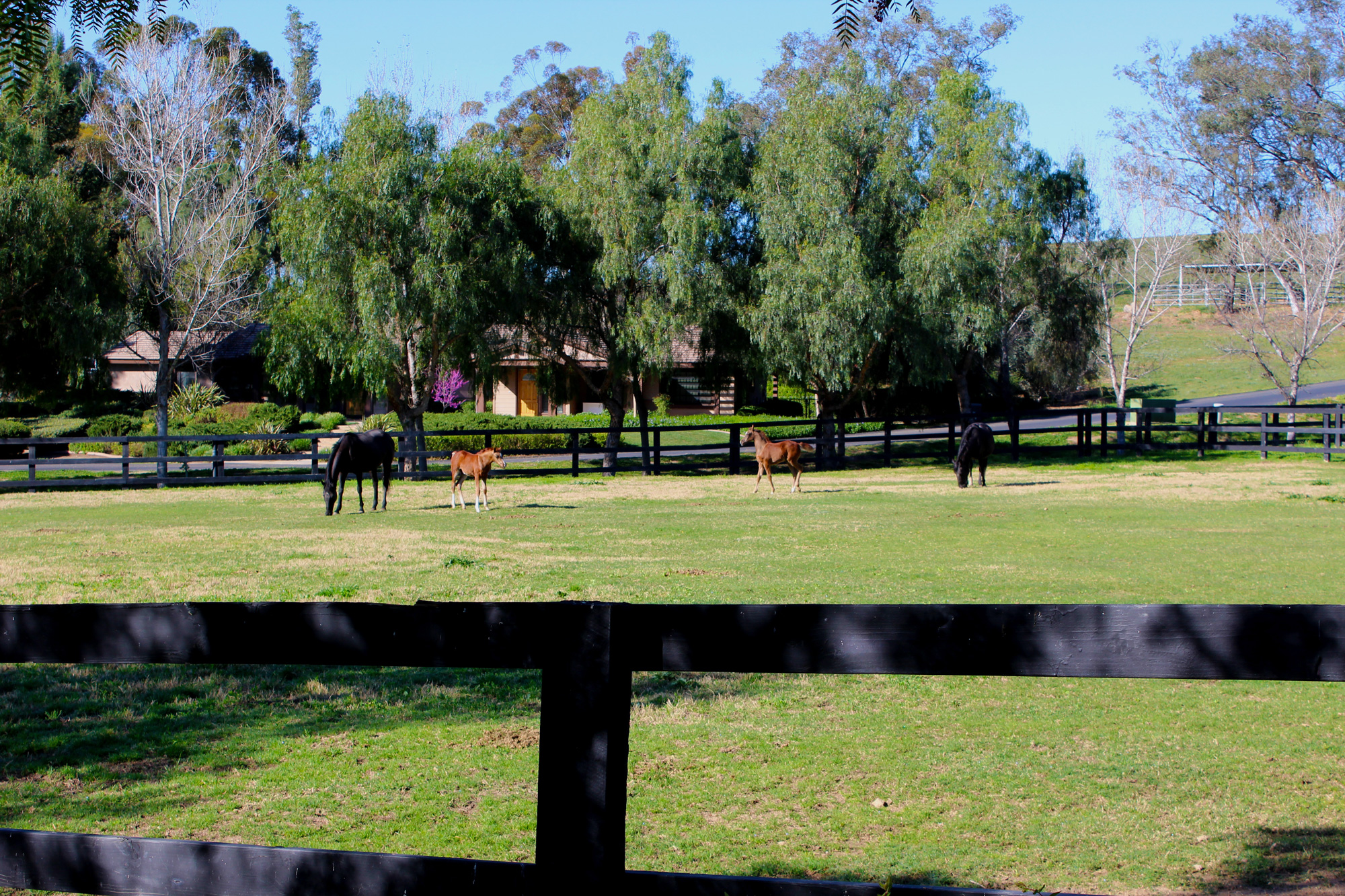 na-pasture-with-foals2