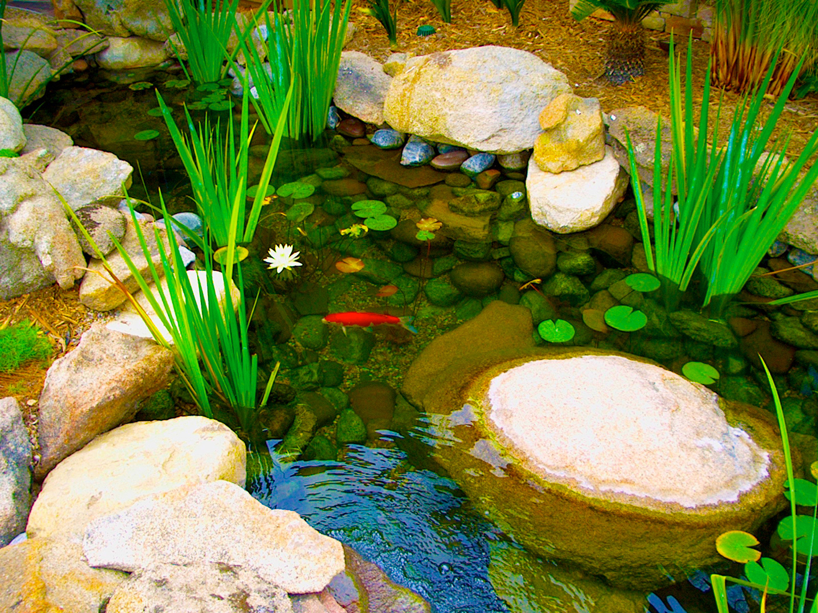 rw-koi-pong